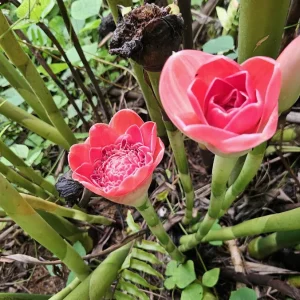Siam Rose Torch Ginger Rhizome - Exotic Tropical Flower Plant for Gardens - Image 5