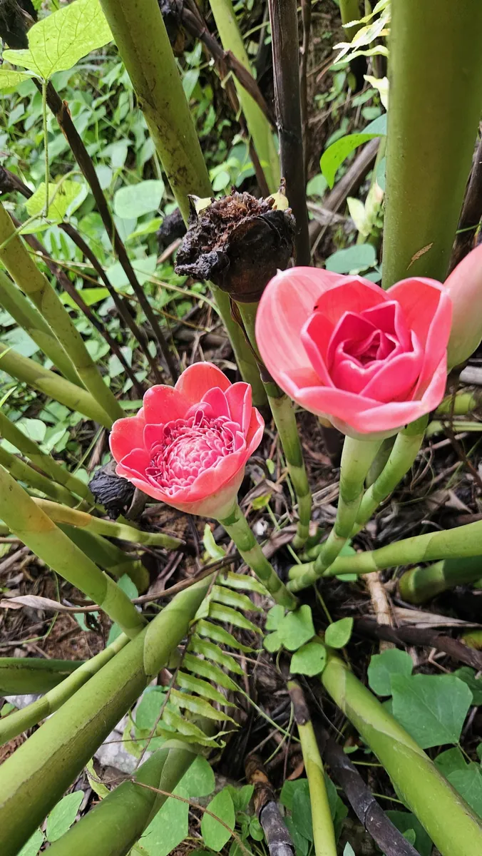 Siam Rose Torch Ginger Rhizome - Exotic Tropical Flower Plant for Gardens - Image 5