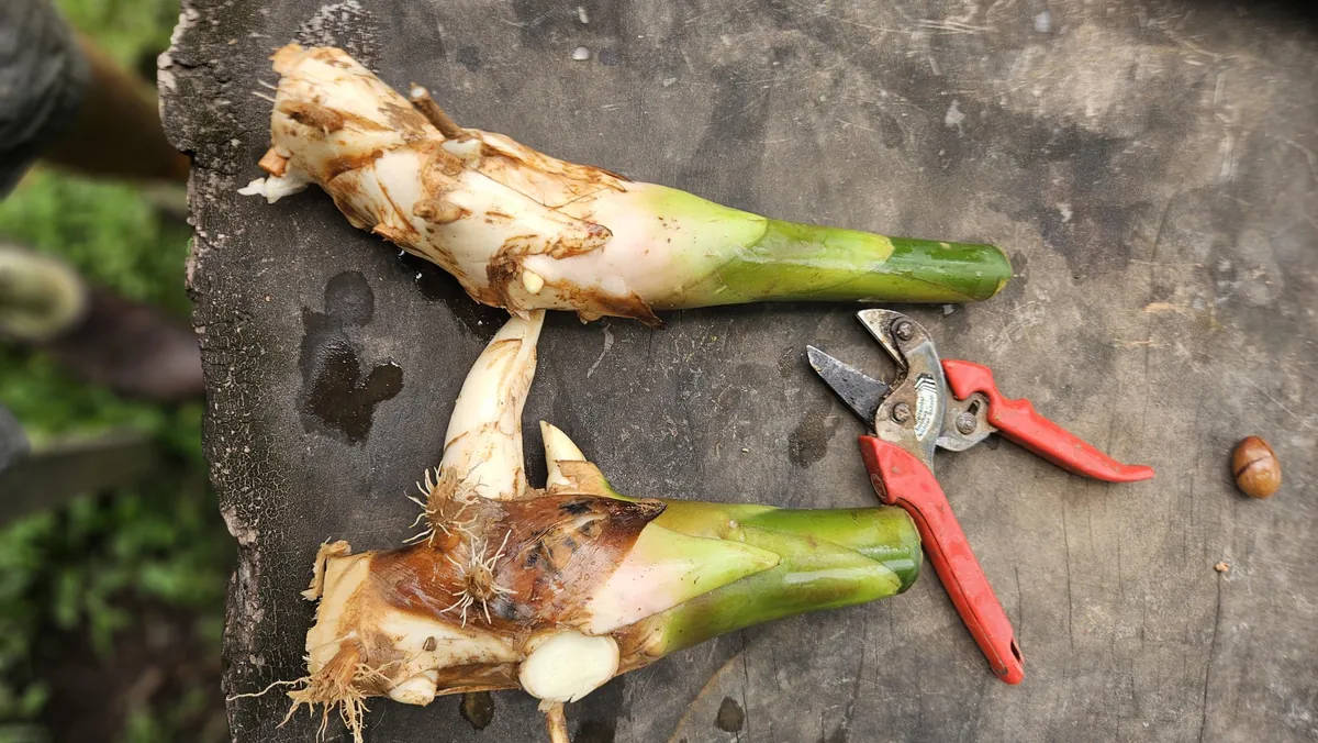 Siam Rose Torch Ginger Rhizome - Exotic Tropical Flower Plant for Gardens - Image 6