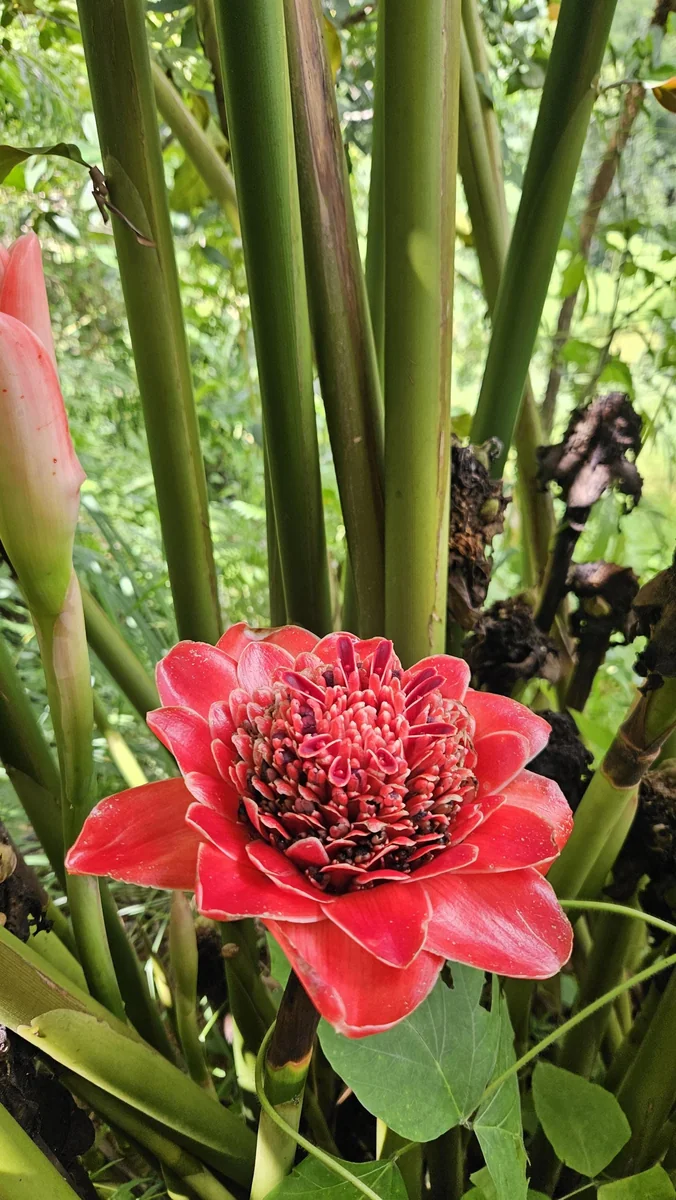 Siam Rose Torch Ginger Rhizome - Exotic Tropical Flower Plant for Gardens - Image 1