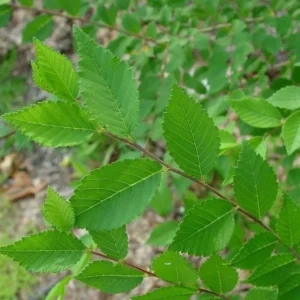 Siberian Elm Bare Root Seedlings - 5 Pack, 12-18 inches, Outdoor Shade Tree - Image 2