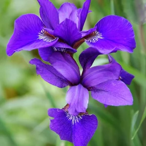 Siberian Iris Live Plant – Starter Plants – Set of 3 Well-Rooted Perennials – Outdoor - Image 4