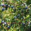 Sierra Northern Highbush Blueberry Plant – Live Bush – Quart Size – 18-24 inches – Zones 4-7 - Image 1