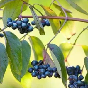 Silky Dogwood Bare-root Plant - Cornus Amomum - 3 Pack - Outdoor Shrub - Image 3