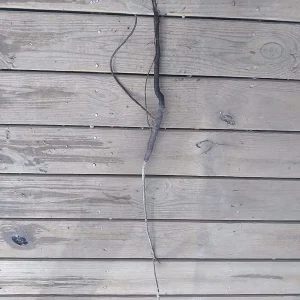 Silky Dogwood Bareroot Tree - Cornus amomum - 18-30 inches Tall - Outdoor Shrub - Image 3