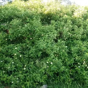 Silky Dogwood Bareroot Tree - Cornus amomum - 18-30 inches Tall - Outdoor Shrub - Image 1