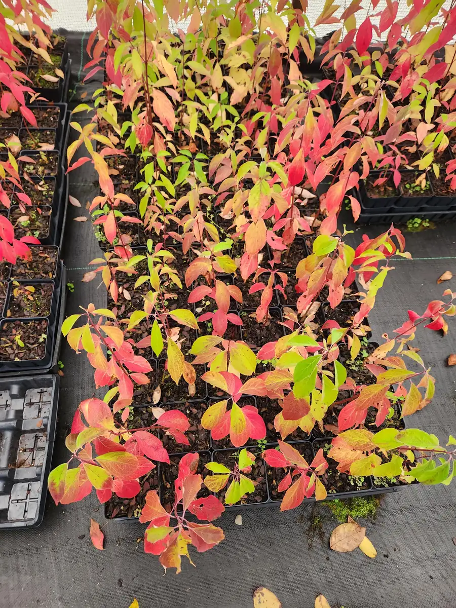 Silky Dogwood Live Plant – Cornus Amomum – 4 inch container – 6 inch height - Image 3