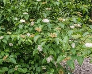 Silky Dogwood Live Plant - Cornus amomum Shrub - Quart Pot - Outdoor - Image 2