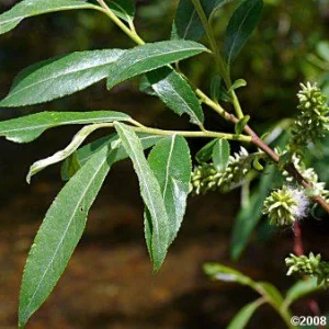 Silky Willow Bare Root Plant - Salix sericea - 2 Pack Outdoor Shrub - Image 3