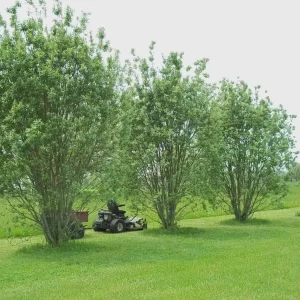 Silky Willow Bare Root Plant - Salix sericea - 2 Pack Outdoor Shrub - Image 1