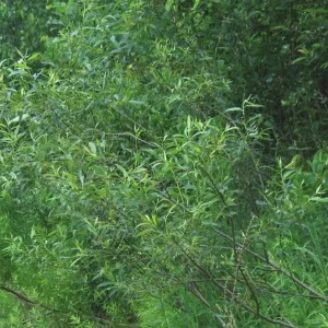 Silky Willow Bare Root Plant - Salix sericea - 2 Pack Outdoor Shrub - Image 5