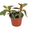Silver and Red Peperomia trinervis Live Plant - 2.5 inch Pot - Image 1