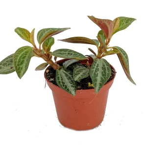 Silver and Red Peperomia trinervis Live Plant - 2.5 inch Pot - Image 1