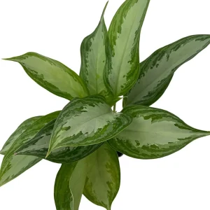 Silver Bay Chinese Evergreen Live Plant – Aglaonema – Low Light Indoor Plant – 4 inch Pot - Image 2