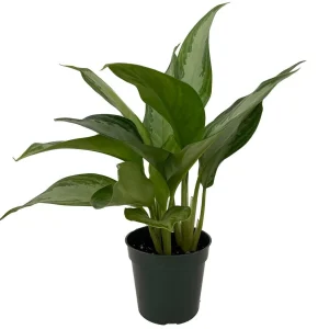 Silver Bay Chinese Evergreen Live Plant – Aglaonema – Low Light Indoor Plant – 4 inch Pot - Image 1