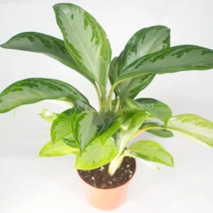 Silver Bay Live Plant - 4 inch Potted Houseplant - Aglaonema Indoor - Image 2