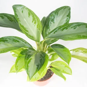 Silver Bay Live Plant - 4 inch Potted Houseplant - Aglaonema Indoor - Image 1