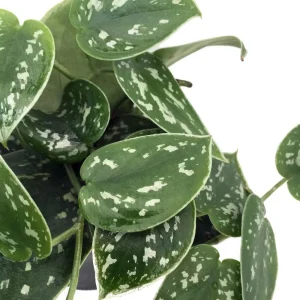 Silver Cloud Scindapsus Pictus Live Plant - Easy Care Indoor Vine, 2 Plants, 3 inch Pot - Image 2