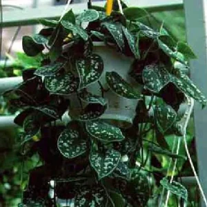Silver Cloud Scindapsus Pictus Live Plant - Easy Care Indoor Vine, 2 Plants, 3 inch Pot - Image 3
