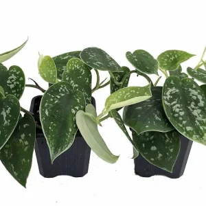 Silver Cloud Scindapsus Pictus Live Plant - Easy Care Indoor Vine, 2 Plants, 3 inch Pot - Image 1