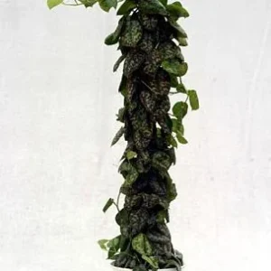 Silver Cloud Scindapsus Pictus Live Plant - Easy Care Indoor Vine, 2 Plants, 3 inch Pot - Image 4