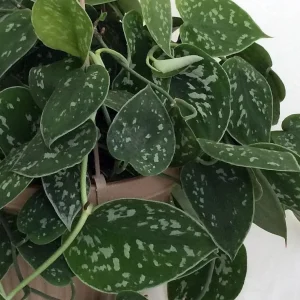 Silver Cloud Scindapsus Pictus Live Plant - Easy Care Indoor Vine, 2 Plants, 3 inch Pot - Image 5