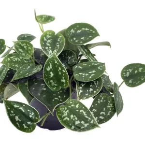 Silver Cloud Scindapsus Pictus Live Plant - Easy Care Indoor Vine, 2 Plants, 3 inch Pot - Image 6