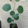Silver Dollar Eucalyptus Live Plant - Evergreen Tree, Aromatic Foliage, 2.5-4 inch Pot - Image 1