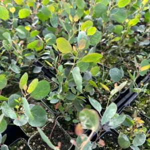 Silver Dollar Eucalyptus Live Plant - Evergreen Tree, Aromatic Foliage, 2.5-4 inch Pot - Image 5