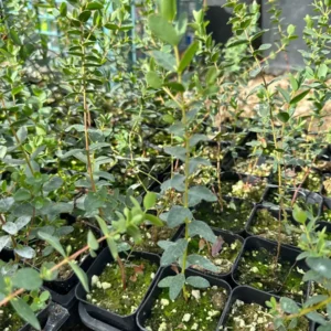 Silver Dollar Eucalyptus Live Plant - Evergreen Tree, Aromatic Foliage, 2.5-4 inch Pot - Image 6