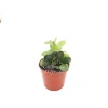 Silver Dollar Vine Live Plant – 4 inch Potted Succulent – Indoor/Outdoor - Image 1