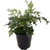 Silver Lace Fern Live Plant - Pteris ensiformis 'Evergemiensis' - 4 inch Pot - Easy Care Indoor Plant - Image 1