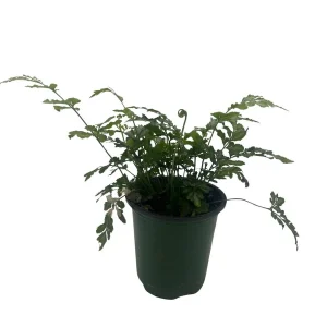 Silver Lace Fern Live Plant - Pteris ensiformis 'Evergemiensis' - 4 inch Pot - Easy Care Indoor Plant - Image 2