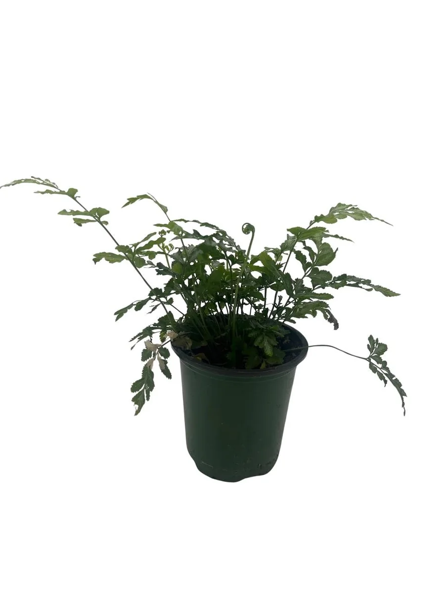 Silver Lace Fern Live Plant - Pteris ensiformis 'Evergemiensis' - 4 inch Pot - Easy Care Indoor Plant - Image 2