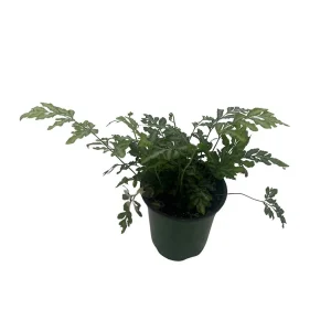 Silver Lace Fern Live Plant - Pteris ensiformis 'Evergemiensis' - 4 inch Pot - Easy Care Indoor Plant - Image 3
