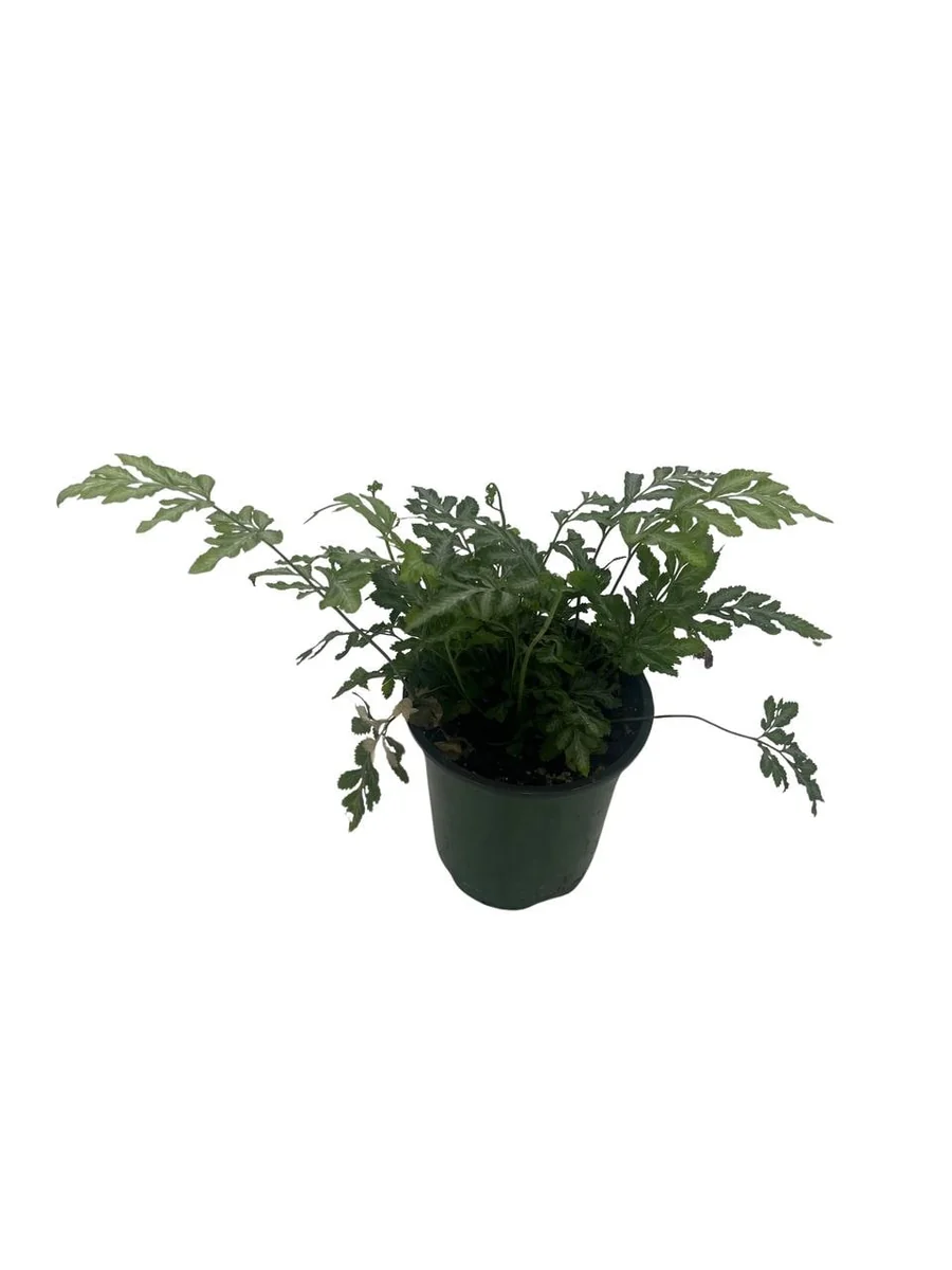Silver Lace Fern Live Plant - Pteris ensiformis 'Evergemiensis' - 4 inch Pot - Easy Care Indoor Plant - Image 3