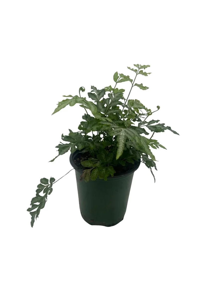 Silver Lace Fern Live Plant - Pteris ensiformis 'Evergemiensis' - 4 inch Pot - Easy Care Indoor Plant - Image 4