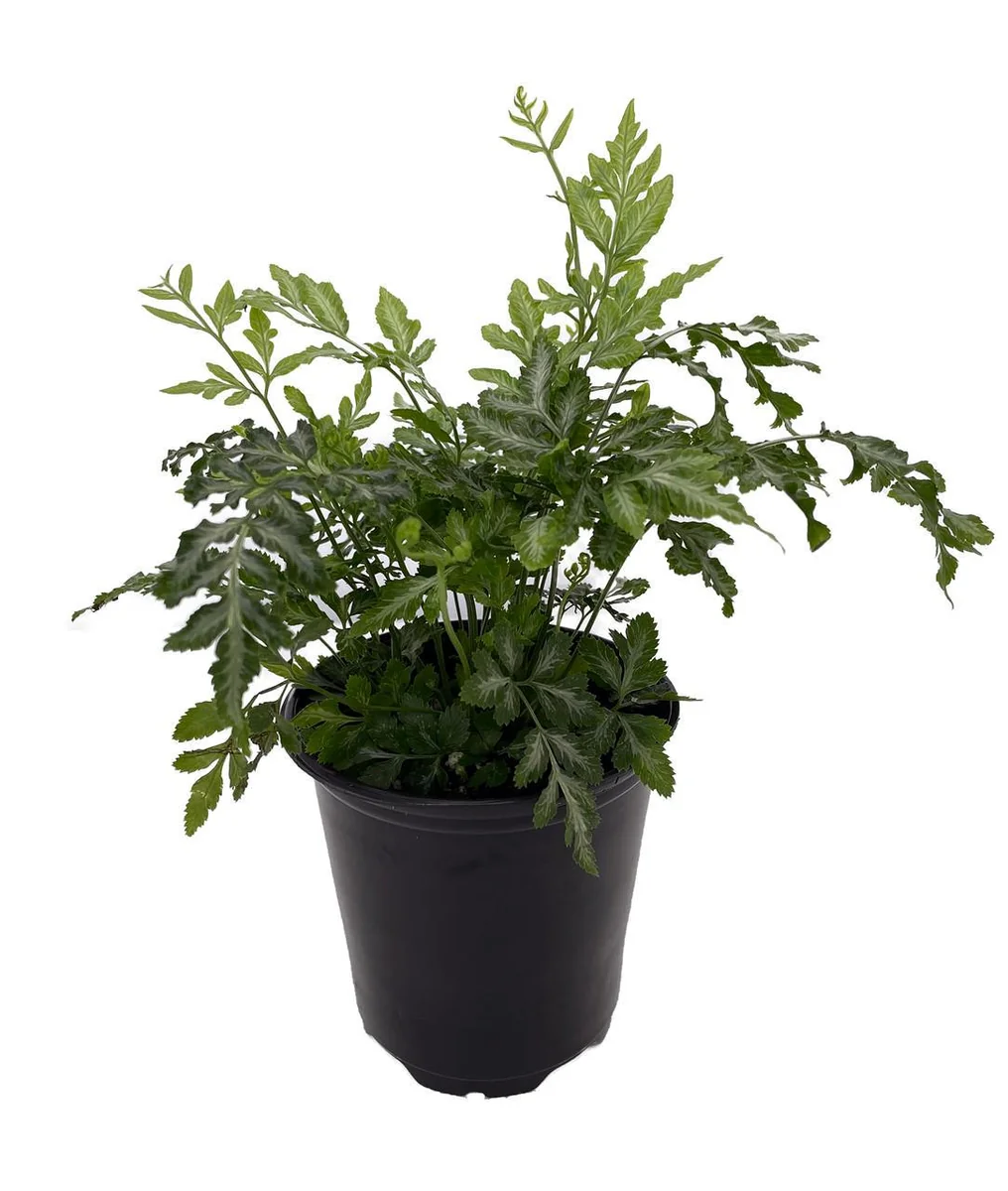 Silver Lace Fern Live Plant - Pteris ensiformis 'Evergemiensis' - 4 inch Pot - Easy Care Indoor Plant - Image 1