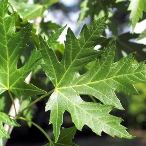 Silver Maple Live Plant – 12-18