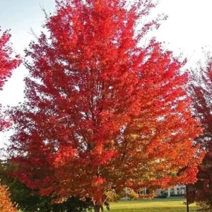 Silver Maple Live Plant – 12-18