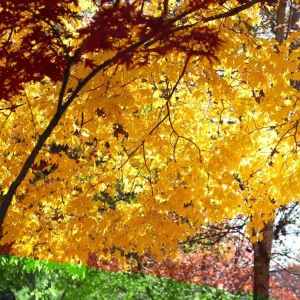 Silver Maple Live Plant – 12-18