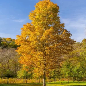 Silver Maple Live Plant – 12-18