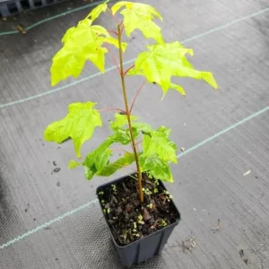 Silver Maple Live Plant – 12-18