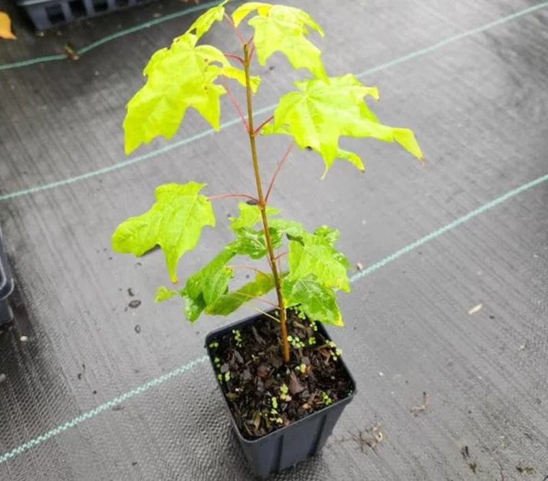 Silver Maple Live Plant – 12-18" Tall – Quart Pot – Fast Growing Shade Tree Outdoor - Image 7