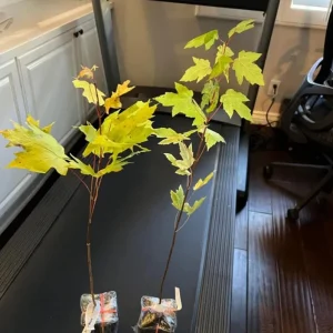 Silver Maple Live Plant – 12-18