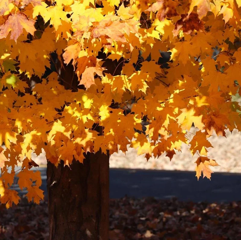 Silver Maple Live Plant – 12-18" Tall – Quart Pot – Fast Growing Shade Tree Outdoor - Image 9