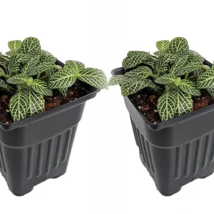 Silver Nerve Plant Live Plant – Fittonia verschaffeltii – 3" Pots, 2 Pack – Indoor Houseplant - Image 1