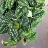 Silver Pothos Cuttings - Rare Silver Satin Scindapsus Pictus Cuttings - Easy Care Indoor Houseplant - Image 1