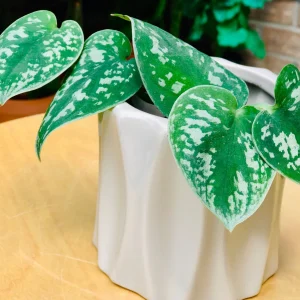 Silver Pothos Cuttings - Rare Silver Satin Scindapsus Pictus Cuttings - Easy Care Indoor Houseplant - Image 6