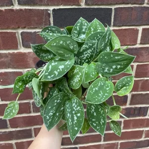 Silver Pothos Live Plant 6 inch Pot - Scindapsus Pictus Argyraeus Indoor Trailing Vine - Image 2